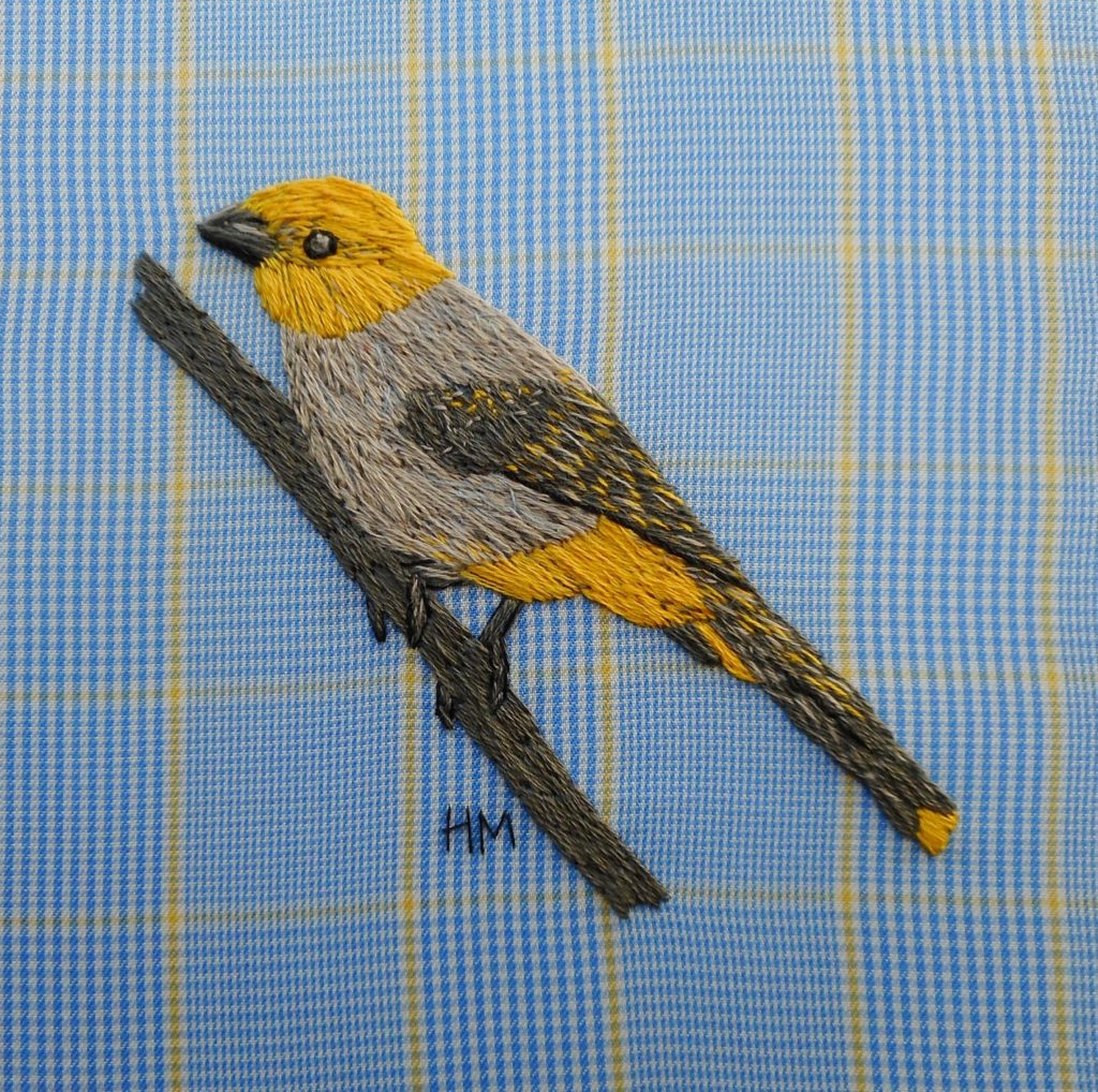 Yellow Throated Bulbul Yellow-Throated Bulbul
