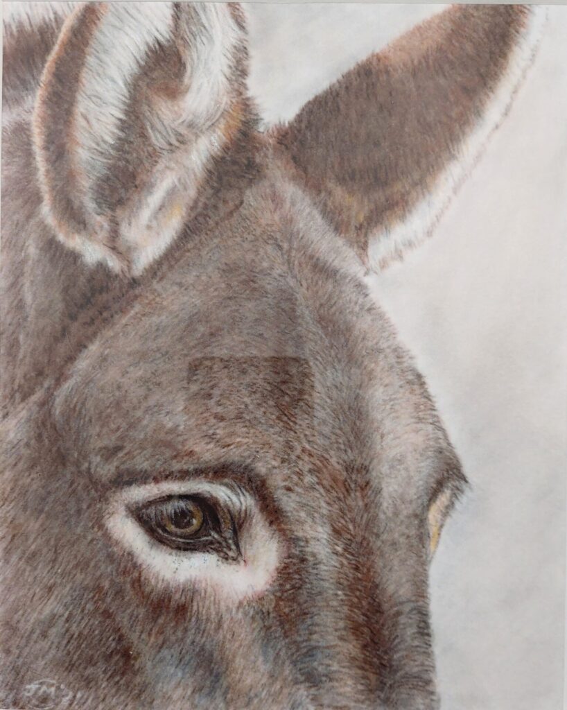 Guernsey donkey print by John Challenor