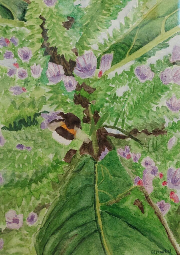 Close-up watercolour of a bee gathering nectar from an Echium flower. Artwork by Charlotte Martel, titled "Bee on Echium."